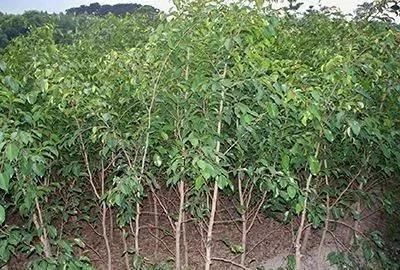 苗木长势强弱相关问题分析