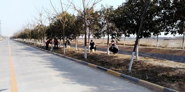 蒲城县陈庄镇：防疫"绿化"两不误，春至新来家乡绿