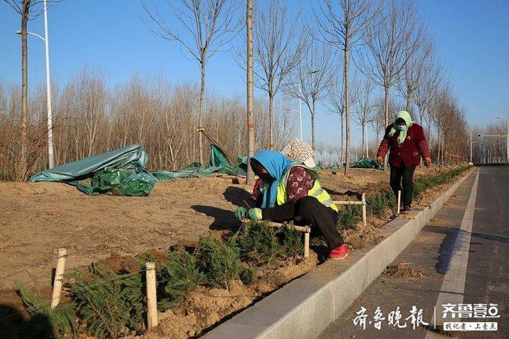 开始绿化种植！滨州33项绿化工程已陆续开工