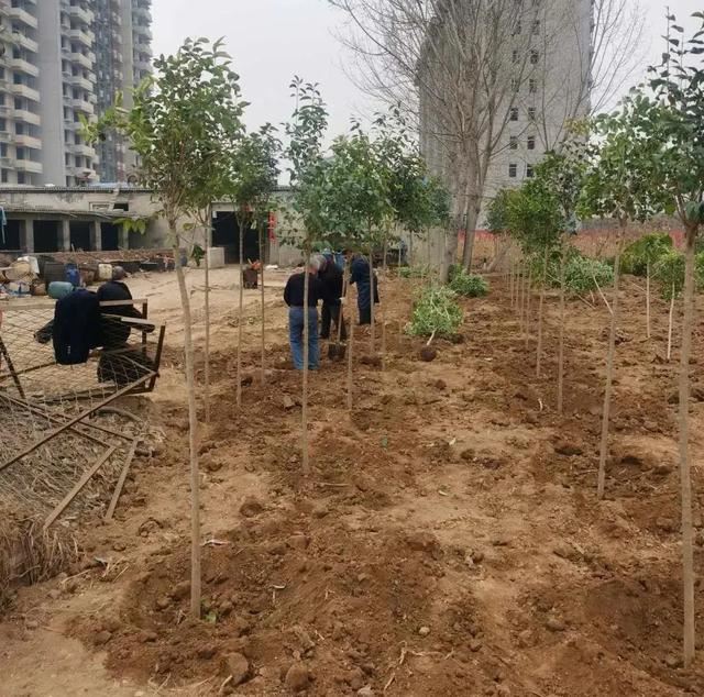 磁县磁州镇:抢抓时节忙植树,防疫“绿化”两不误 磁县磁州镇:抢抓时节忙植树,防疫“绿化”两不误