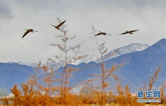 美丽中国｜初春拉鲁湿地