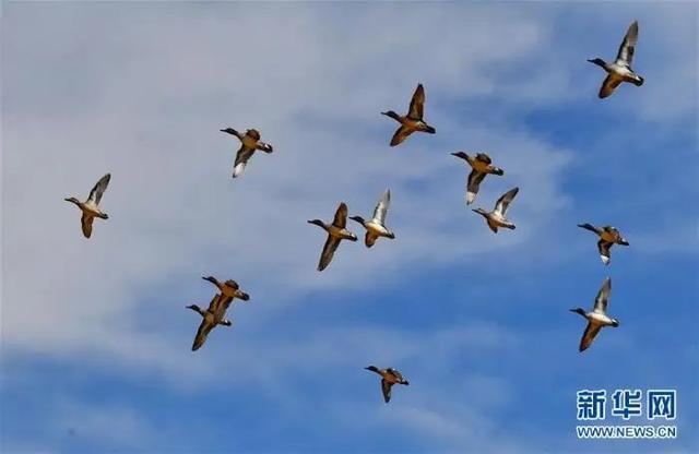 美丽中国｜初春拉鲁湿地