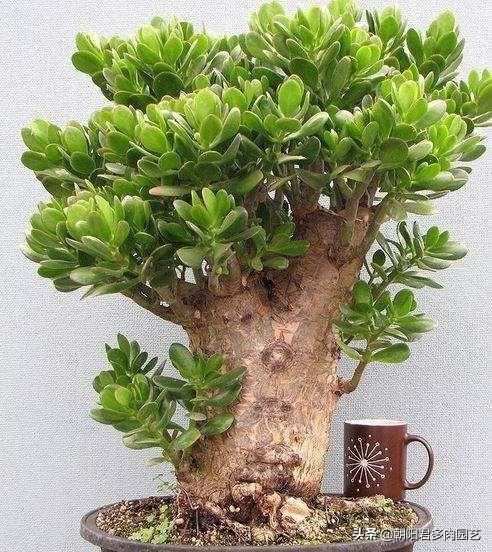养玉树掌握几个关键点，一年变老桩，轻松长成树