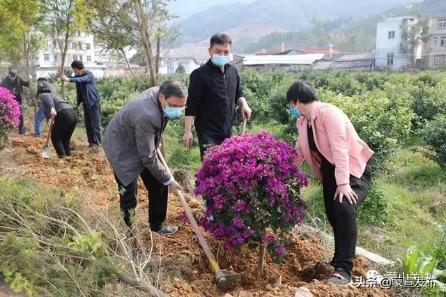 蒙山县再部署2020年造林绿化工作春季植树活动 蒙山县再部署2020年造林绿化工作春季植树活动