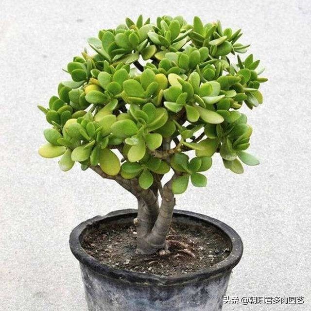 养玉树掌握几个关键点，一年变老桩，轻松长成树