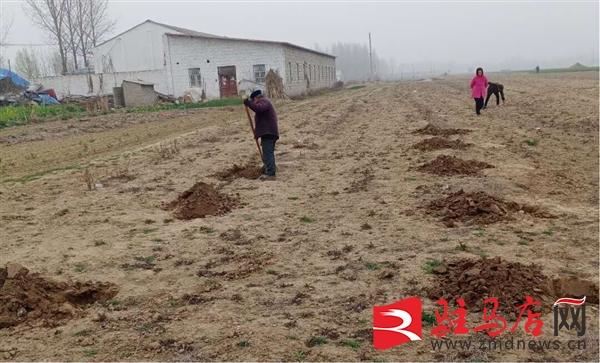 汝南县常兴镇：防“疫”战“疫”不松手，造林绿化不停歇