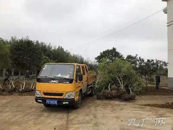 3天半时间,完成马祖山分院5300㎡绿化!为园林人点赞 3天半时间,完成马祖山分院5300㎡绿化!为园林人点赞