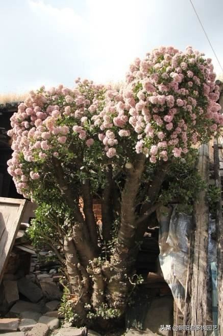 养玉树掌握几个关键点，一年变老桩，轻松长成树