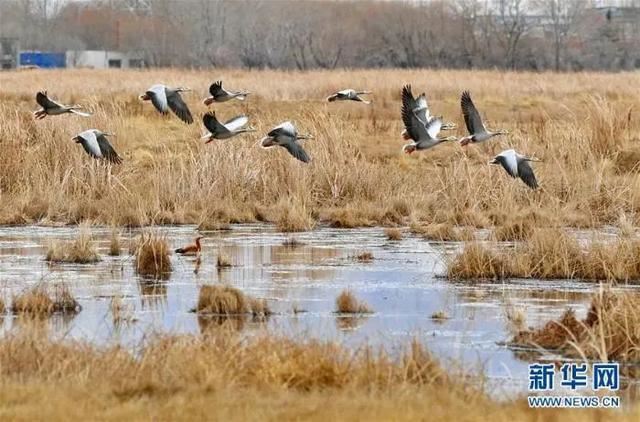美丽中国｜初春拉鲁湿地
