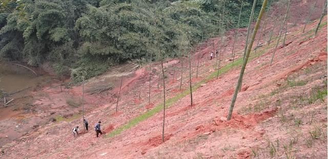 翠屏区思坡镇:不负春天之约 山川绿化植竹忙 翠屏区思坡镇:不负春天之约 山川绿化植竹忙