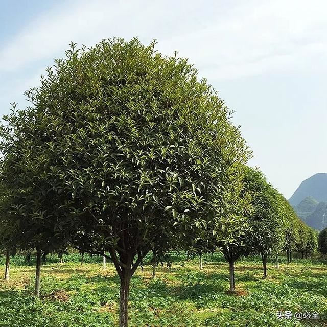 2020年园林绿化行业对苗木有哪些新要求? 2020年园林绿化行业对苗木有哪些新要求?