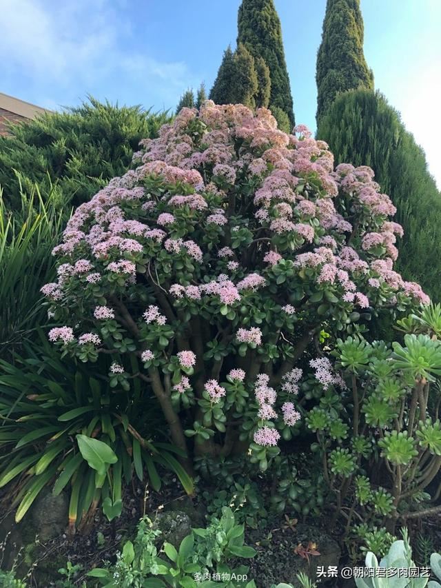 养玉树掌握几个关键点，一年变老桩，轻松长成树