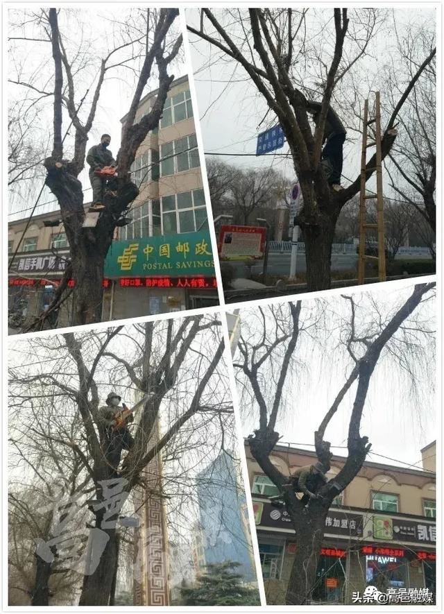 高邑｜绿化养护始于“春”精细管理重于“行”