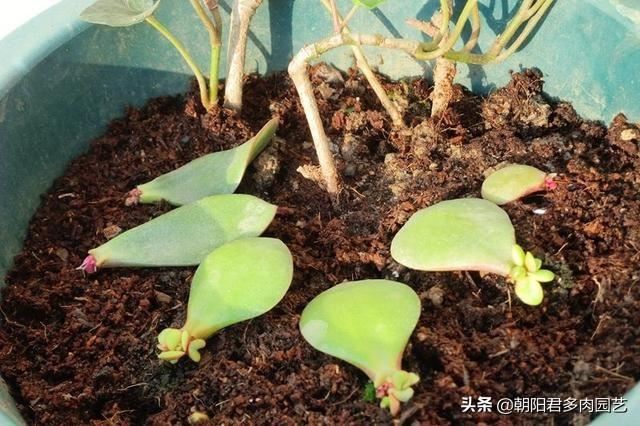 养玉树掌握几个关键点，一年变老桩，轻松长成树