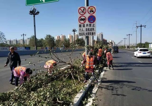 园林景观：行道树栽植技术解析