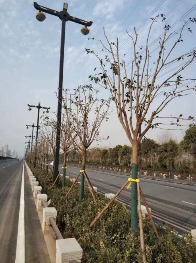 园林景观：行道树栽植技术解析