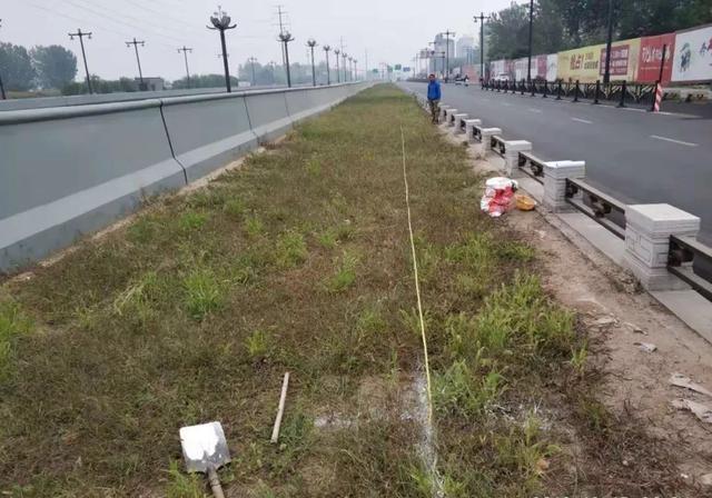 园林景观：行道树栽植技术解析