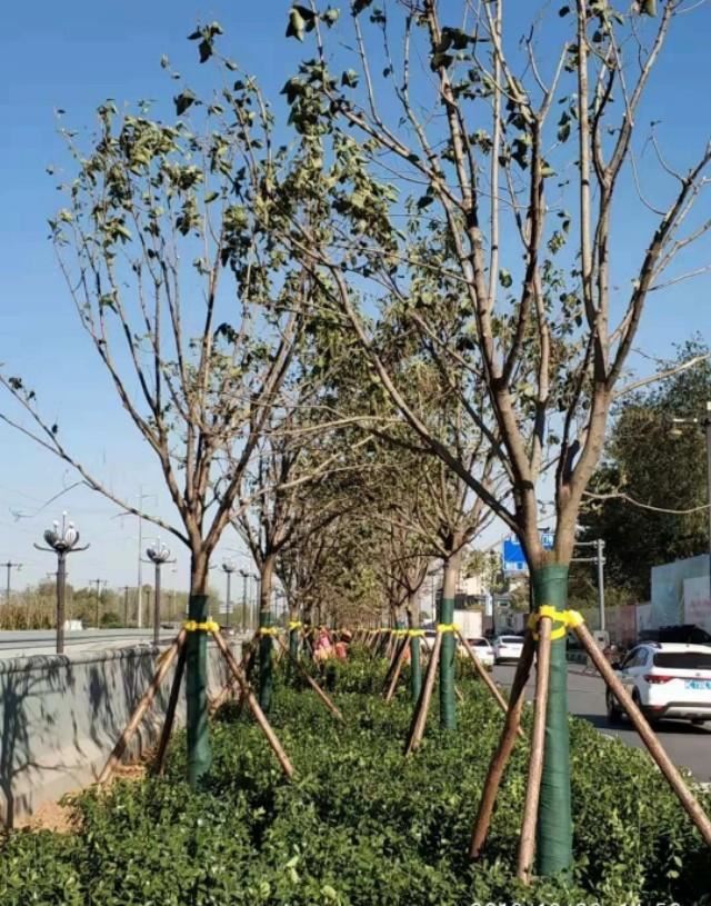 园林景观：行道树栽植技术解析