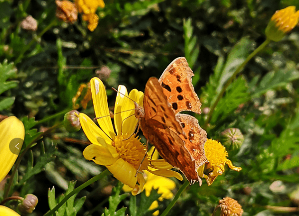 家里也能上自然课 沪绿化部门带宅家的你探索自然 家里也能上自然课 沪绿化部门带宅家的你探索自然