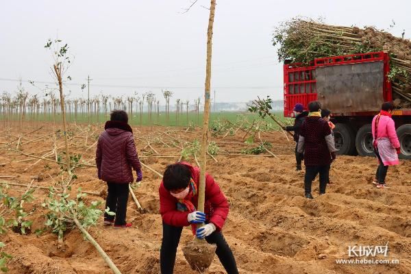 永年抢抓时令全面推进造林绿化