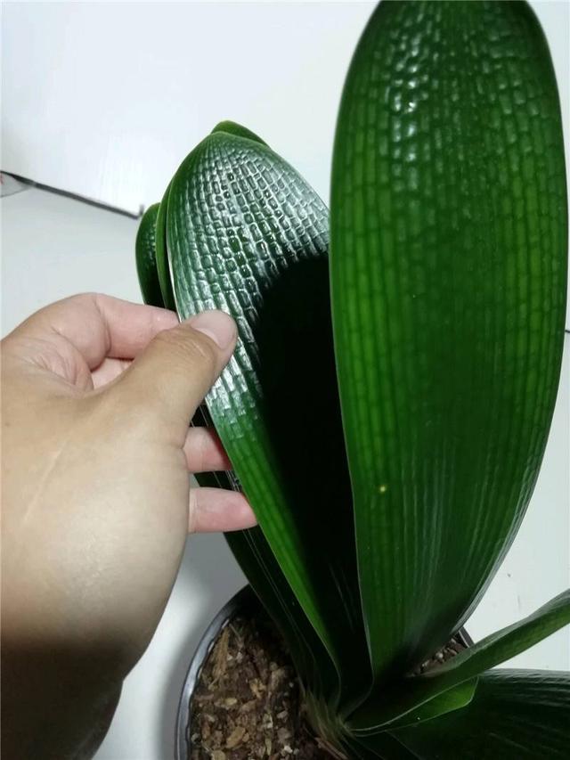 怎样判断君子兰需要施肥？掌握君子兰四季施肥要领，观赏价值更高