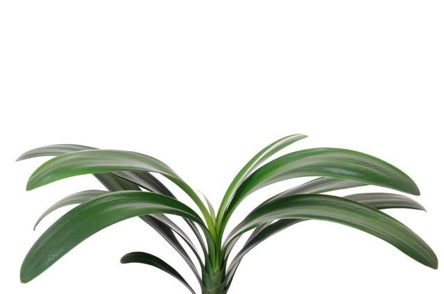 怎样判断君子兰需要施肥？掌握君子兰四季施肥要领，观赏价值更高