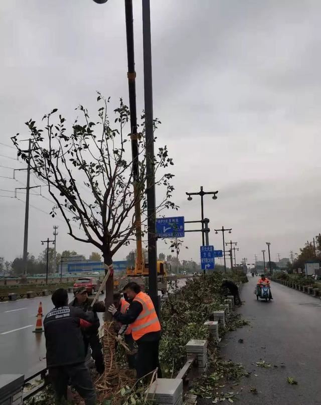 园林景观：行道树栽植技术解析