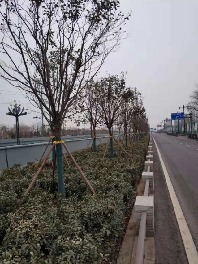 园林景观：行道树栽植技术解析