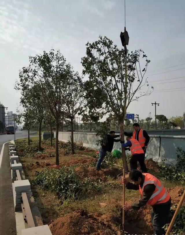 园林景观：行道树栽植技术解析