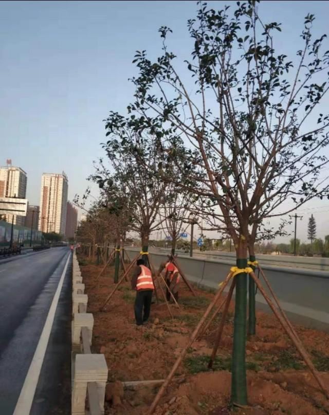 园林景观：行道树栽植技术解析