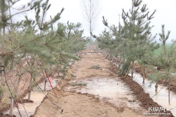 永年抢抓时令全面推进造林绿化