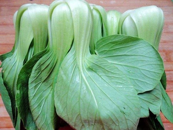 家里也能上自然课 沪绿化部门带宅家的你探索自然 家里也能上自然课 沪绿化部门带宅家的你探索自然