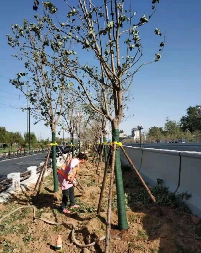 园林景观：行道树栽植技术解析