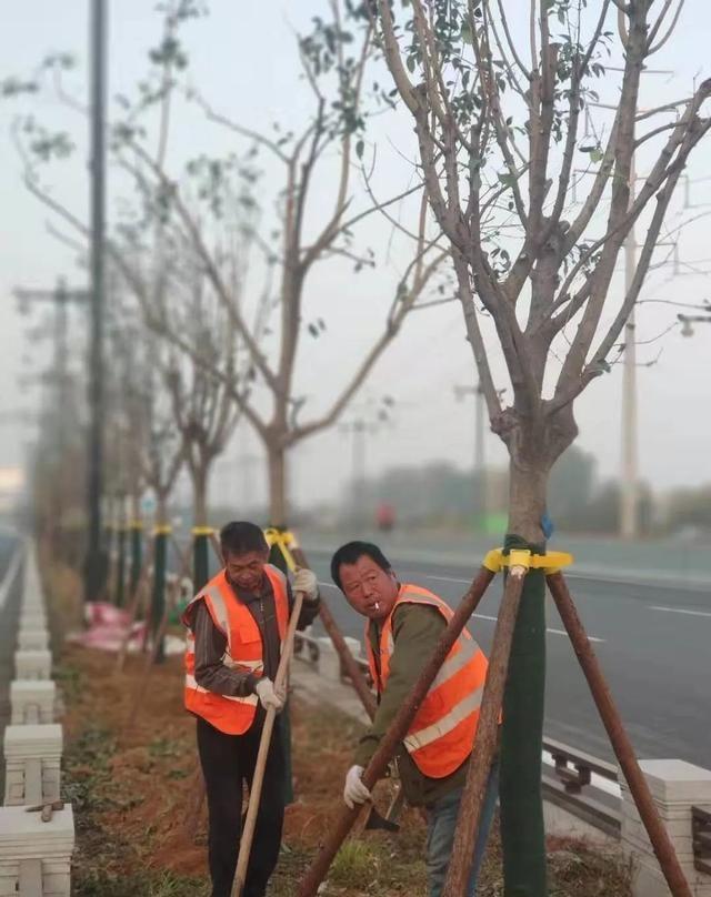 园林景观：行道树栽植技术解析