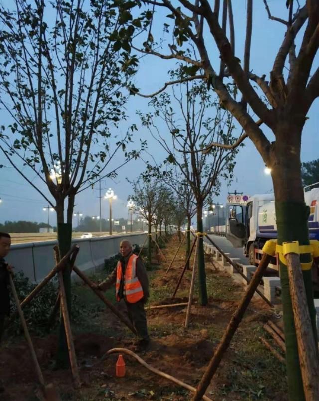 园林景观：行道树栽植技术解析