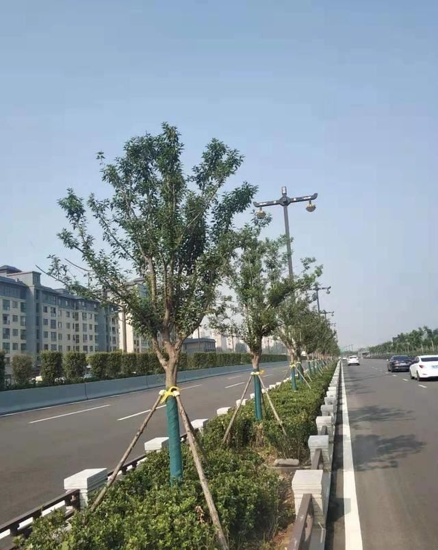 园林景观：行道树栽植技术解析