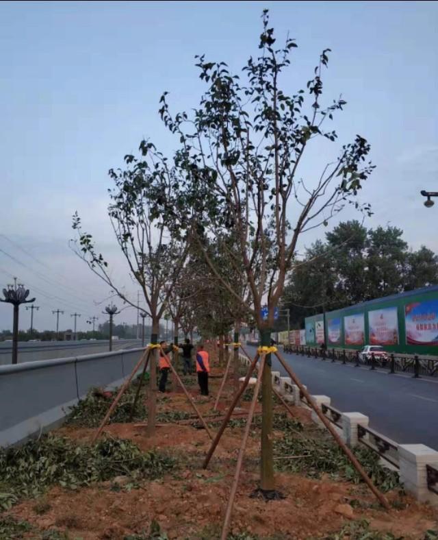 园林景观：行道树栽植技术解析