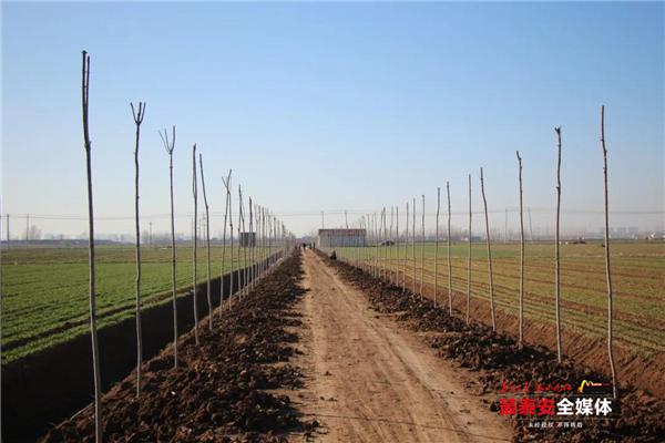 疫情防控不松劲造林绿化不停歇,宁阳开启绿色“充值” 疫情防控不松劲造林绿化不停歇,宁阳开启绿色“充值”