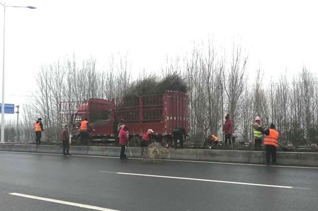 邯郸市复兴区【养护处】助力园博会，打响春季交通绿化第一枪