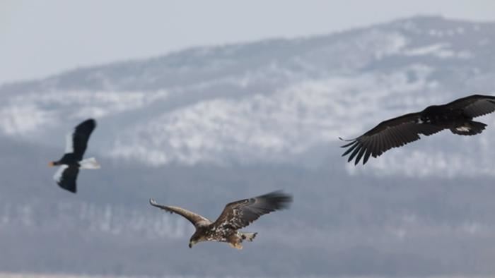 吉林敬信湿地迎来北归候鸟群 吉林敬信湿地迎来北归候鸟群
