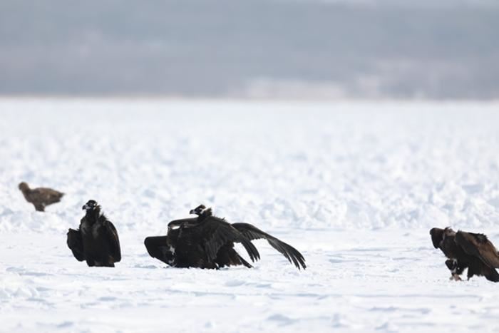 吉林敬信湿地迎来北归候鸟群 吉林敬信湿地迎来北归候鸟群