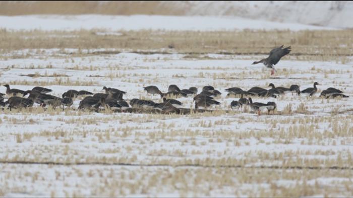 吉林敬信湿地迎来北归候鸟群 吉林敬信湿地迎来北归候鸟群
