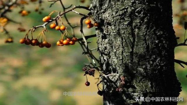 杜梨，值得关注的乡土树种，浑身是宝，用途广泛