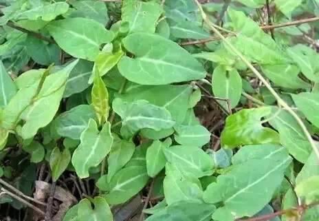 常见又叫不出名字的植物，看看你认识多少