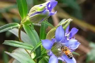 常见又叫不出名字的植物，看看你认识多少