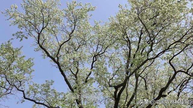 杜梨，值得关注的乡土树种，浑身是宝，用途广泛