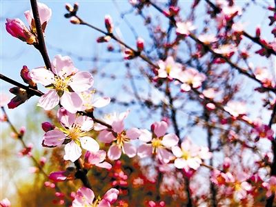 [树木传奇]桃花相映红　依旧笑春风