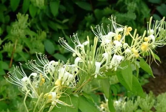 常见又叫不出名字的植物，看看你认识多少