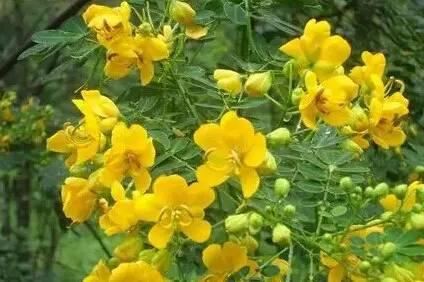 常见又叫不出名字的植物，看看你认识多少