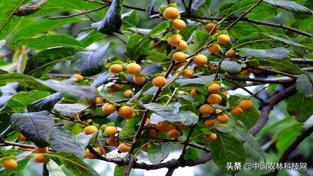 农村常见的软枣树，学名君迁子，竟然有这么多用途